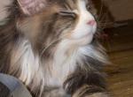 Picasso Profile
