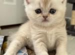 British litter F Profile