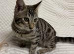 F6 SAVANNAH KITTEN Silver Nose Profile