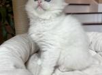 BEAUTIFUL RAGDOLL KITTENS NEW LITTER Profile