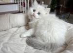 BEAUTIFUL RAGDOLL KITTENS NEW LITTER Profile