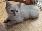 Ragdoll 1 Male and 2 Female Kittens Profile