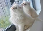 Lovelies Babys Persian Kittens Profile