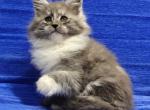Maine Coon Alva Kerry Profile