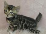 Ezri and Marius's Kittens Profile