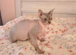 Blue Bell Spayed Profile
