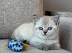 British shorthair male Profile