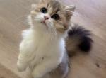 Fifi Profile