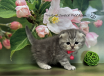 Portland Bonya Scottish Fold Kitty Profile