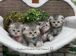 Portland Scottish Fold Kittens Profile