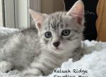Egyptian Mau Ducan Profile