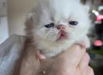 White Odd Eyes Persian Male Profile