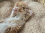 Exotic Red White Female Kitten Profile