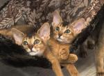 Kittens of Darwin and Daisy Profile