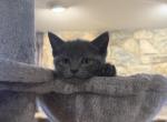 Russian Blue to new homes Profile