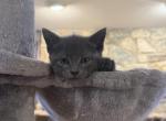 Russian Blue to new homes Profile