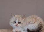 British longhair boy Profile
