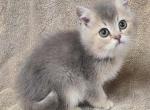 Britishshorthair kittens Profile