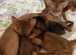 Kittens of Darvin and Zlata Profile