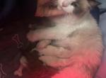 Purebred Ragdoll kittens born March 19 Profile