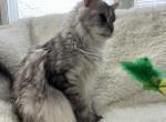 RACINE SPAYED ADULT MAINE COON Profile