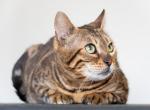 Tsunami Bengal Cat Profile