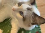 Cupcake Female Purebred Ragdoll Profile