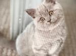 British Shorthair Lilac Male Profile