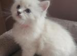 Traditional & Mink Ragdoll kittens Profile