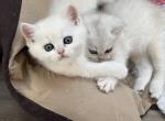 Scottish Straight Kittens 1 male 1 female Profile