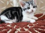 Silver Tabby & White American Shorthair Female Profile