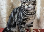 Brown Tabby American Shorthair Male Profile