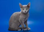 Russian blue Profile