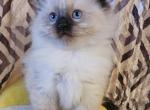 Ragdoll litter Profile