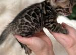 Brown Bengal Kitten Orange Collar Profile
