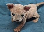 Sphynx Kittens Profile
