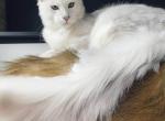 PREMIER MAINE COON LITTERS DUE Profile