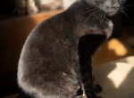Black Bengal Profile