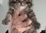 Scottish Fold available for reservation Profile