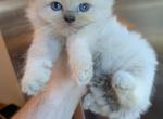 BLUEY  BLUE MITTED RAGDOLL Profile