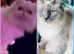 KATS perfect Perdolls Profile