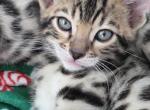 Bengal Profile
