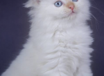 Purebred Siberian Hypoallergenic baby girls Profile