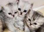 Dollface Petite Persian Kittens Profile