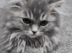 Blue Cream Persian Kitten Profile