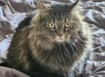 Nyx Profile