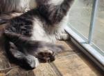 Female polydactyl Profile
