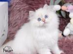 Golden Point British Longhair Boy Profile