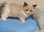 Ragdoll kittens Profile