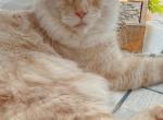 Polydactyl mainecoon kittens Profile